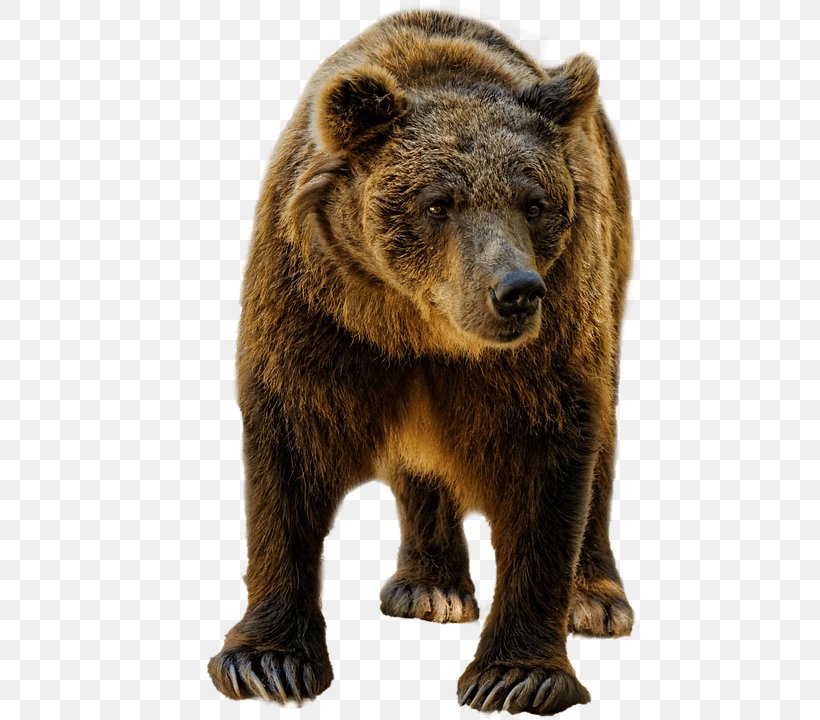 Grizzly Bear Brown Bear Moose Ape, PNG, 457x720px, Grizzly Bear, Animal, Ape, Bear, Brown Bear Download Free