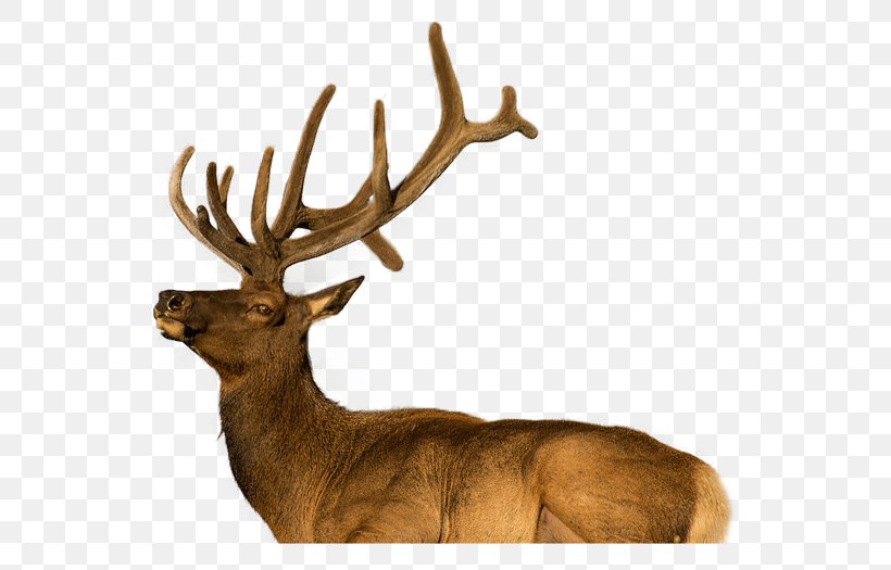 Elk Reindeer Antler Terrestrial Animal Wildlife, PNG, 600x525px, Elk, Animal, Antler, Deer, Horn Download Free