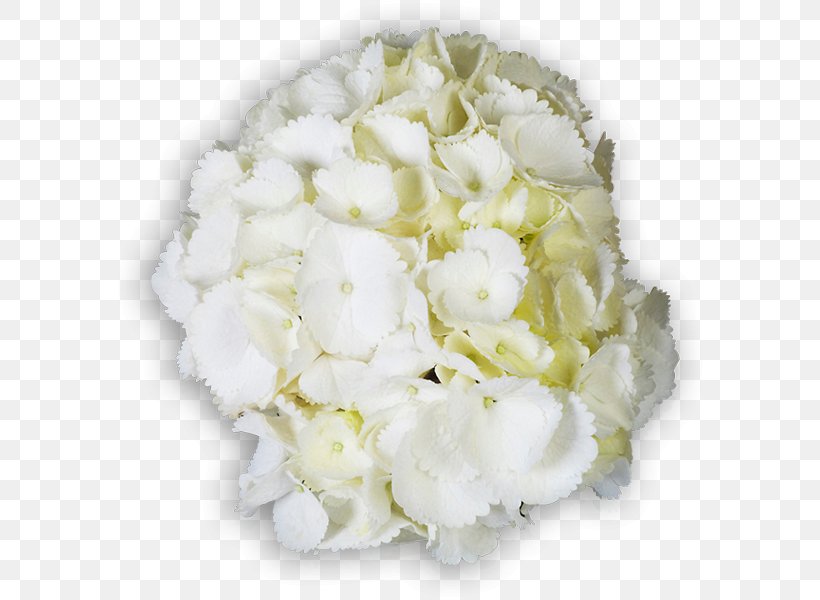 Hydrangea Floral Design Cut Flowers Flower Bouquet, PNG, 600x600px, Hydrangea, Cornales, Cut Flowers, Floral Design, Floristry Download Free