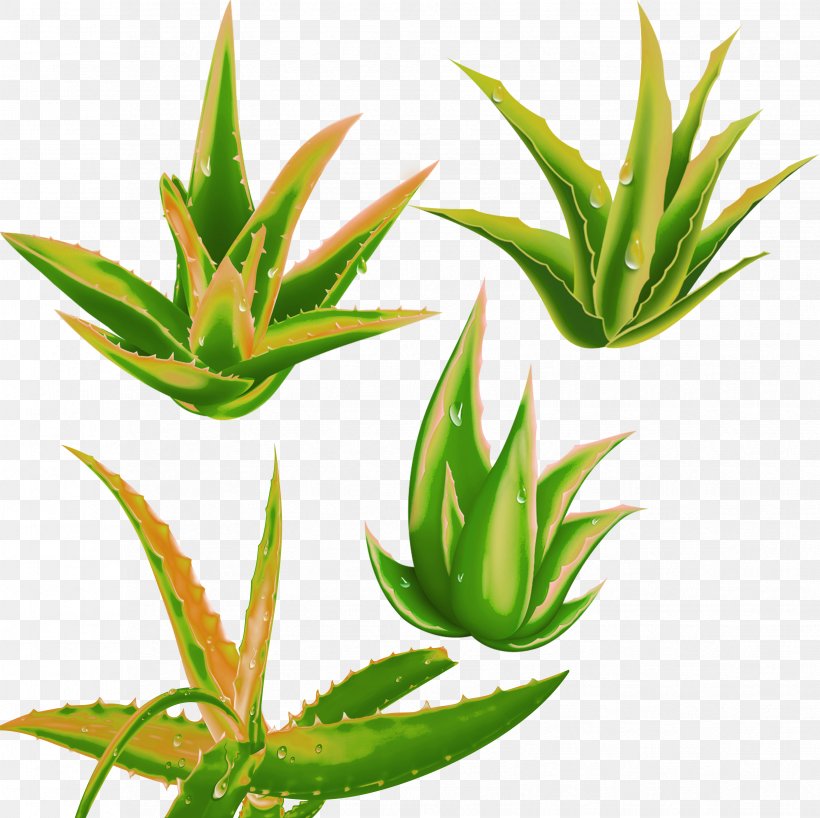 Aloe Vera Plant, PNG, 3307x3300px, Aloe Vera, Agave, Aloe, Anthraquinone, Flowering Plant Download Free