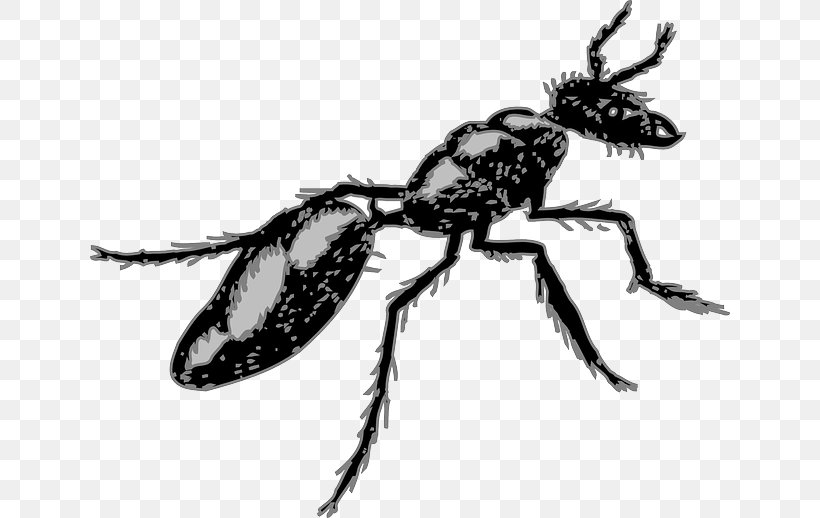Ant Insect Pest Clip Art, PNG, 640x518px, Ant, Arthropod, Beetle, Black And White, Fire Ant Download Free