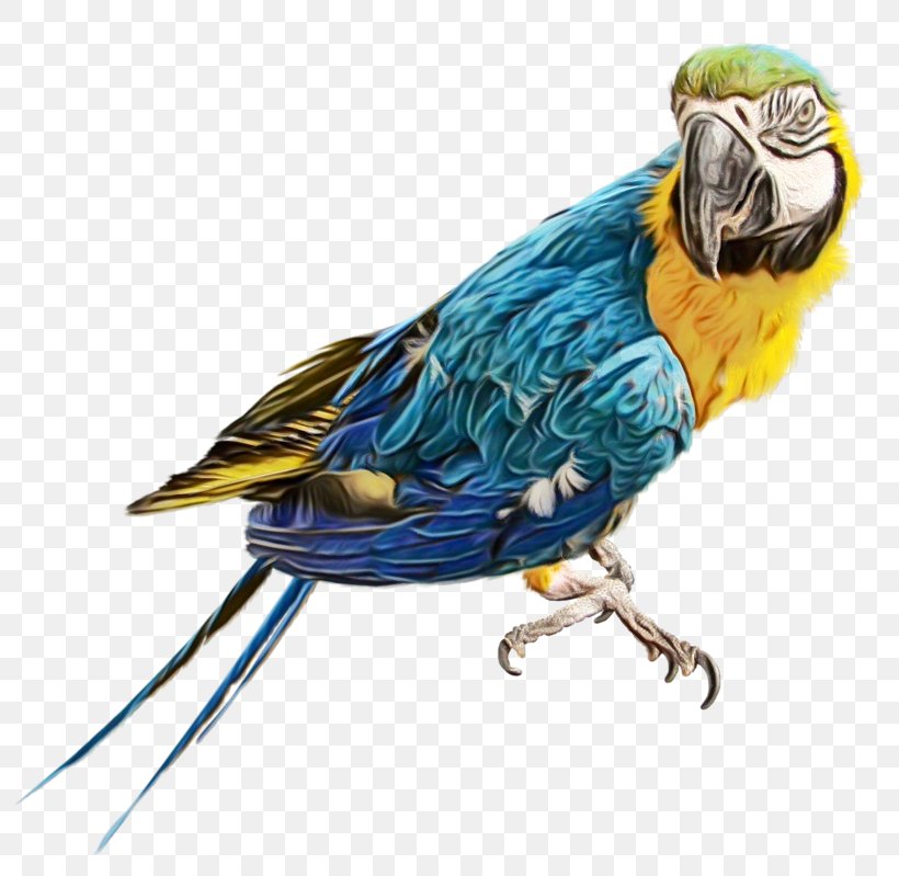 Bird Parrot, PNG, 800x799px, Bird, Beak, Blue, Budgie, Feather Download Free