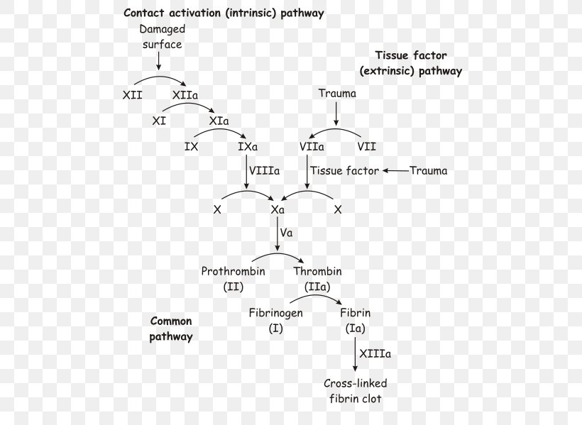 Coagulation Blood Heparin Coagulopathy Platelet, PNG, 500x599px, Coagulation, Area, Auto Part, Black And White, Bleeding Download Free