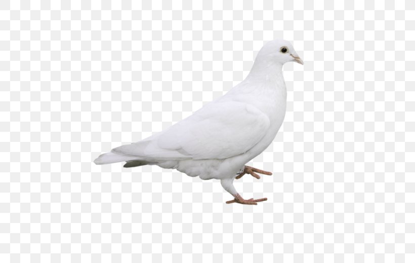 Columbidae Rock Dove Stock Dove White, PNG, 600x519px, Columbidae, Beak, Bird, Colombe, Columbiformes Download Free
