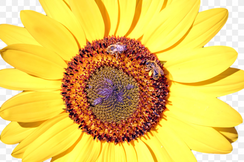Nectar Honey Bee Yellow Bees Close-up, PNG, 1920x1280px, Nectar, Bees, Closeup, Honey, Honey Bee Download Free