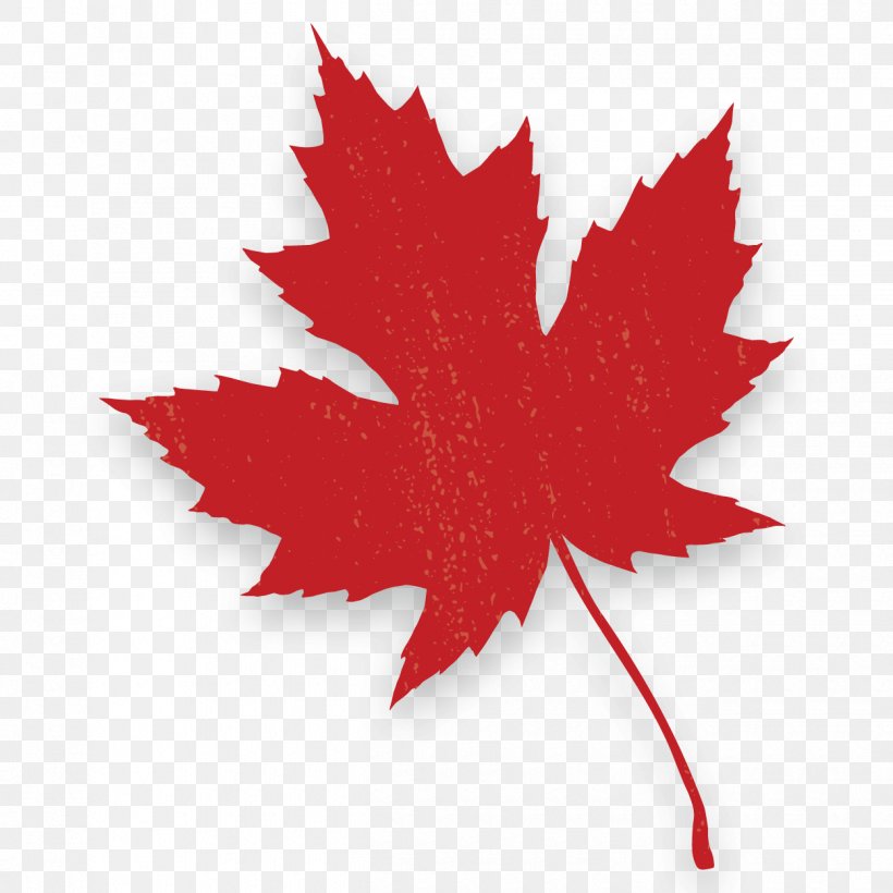Red Maple Canada Maple Leaf Autumn Leaf Color, PNG, 1250x1250px, Red ...