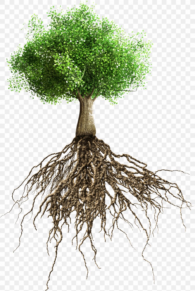 Root, PNG, 3495x5217px, Root, Branch, Business, Drawing, Flowerpot Download Free