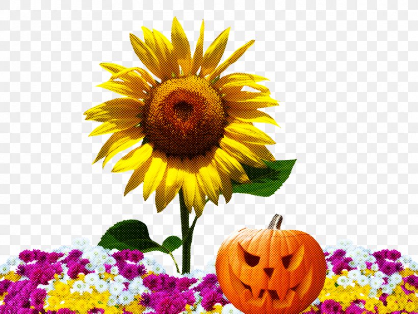 Sunflower, PNG, 960x720px, Flower, Cut Flowers, Petal, Plant, Sunflower Download Free