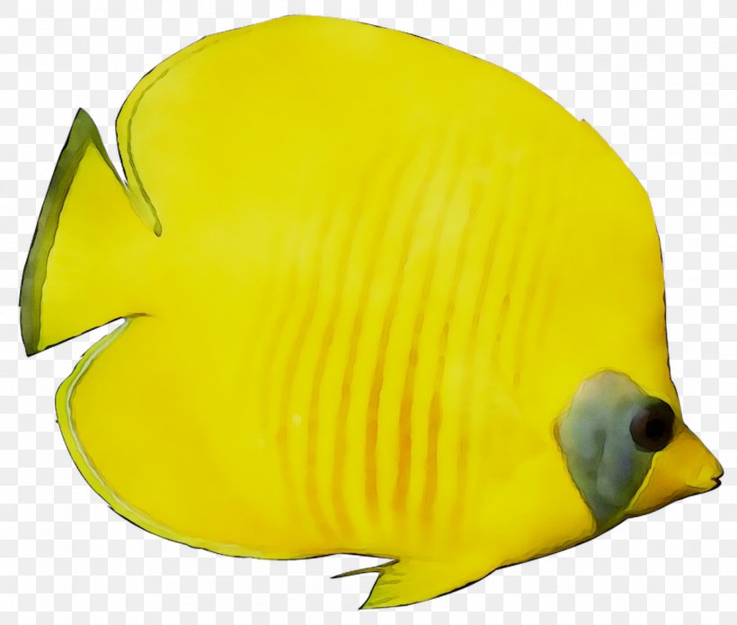 Yellow Marine Biology Beak Fish, PNG, 1196x1015px, Yellow, Beak, Biology, Bonyfish, Butterflyfish Download Free