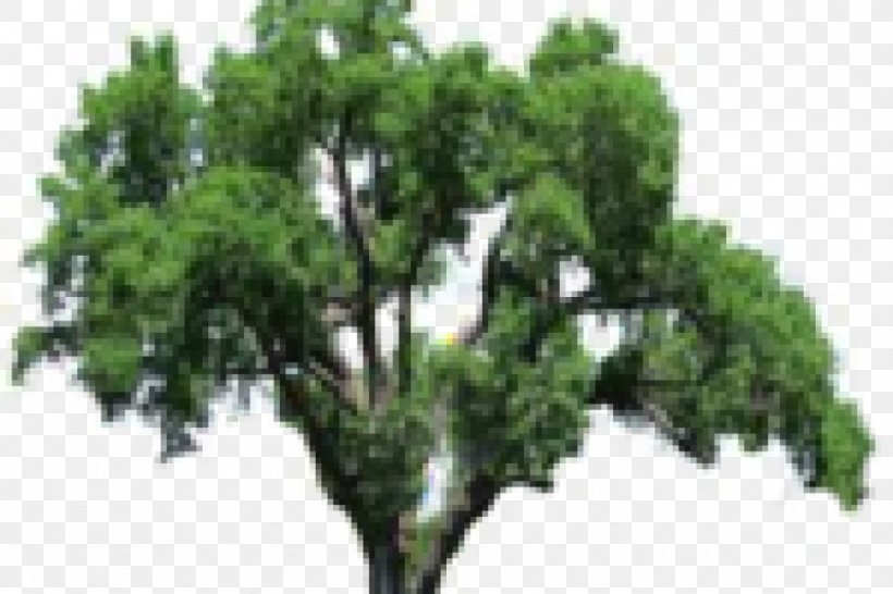 Tree Oak Clip Art, PNG, 948x632px, Tree, Branch, Editing, Evergreen, Image Editing Download Free