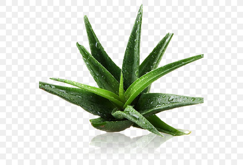 Aloe Vera Skin Extract Health Plant, PNG, 555x559px, Aloe Vera, Aloe, Exfoliation, Extract, Flowerpot Download Free
