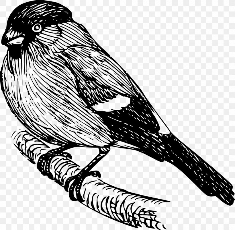 Drawing Clip Art, PNG, 1000x977px, Drawing, Art, Beak, Bird, Black And White Download Free