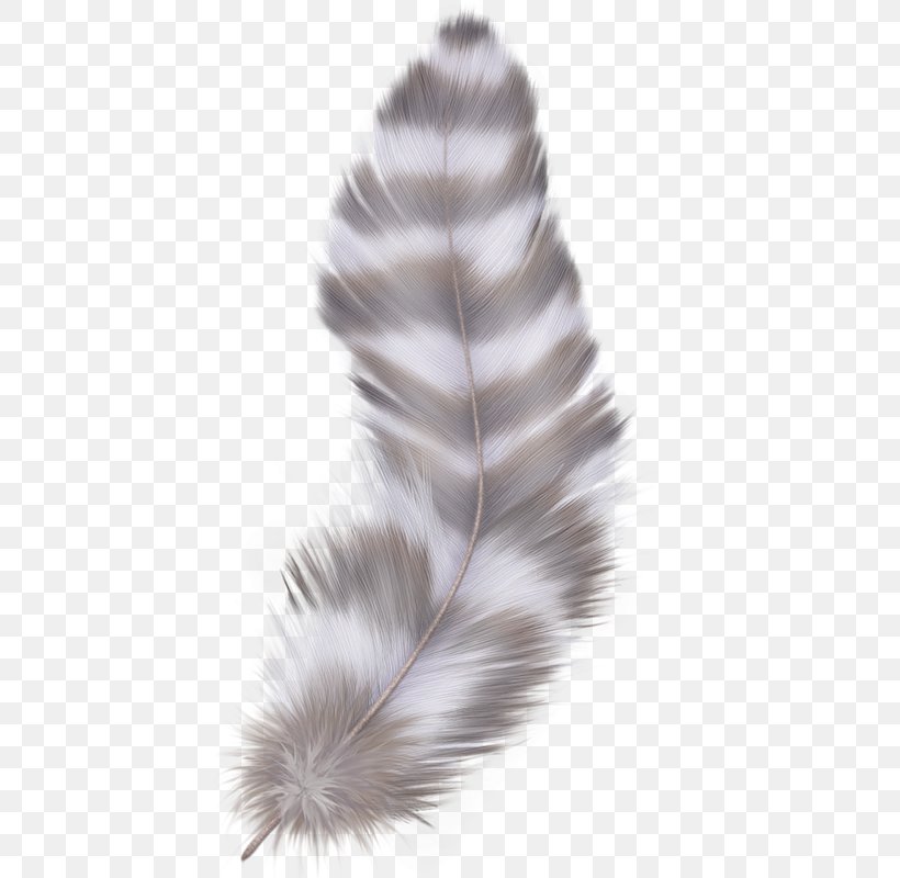 Feather Digital Image Clip Art, PNG, 431x800px, Feather, Digital Image, Fur, Photography, Tail Download Free