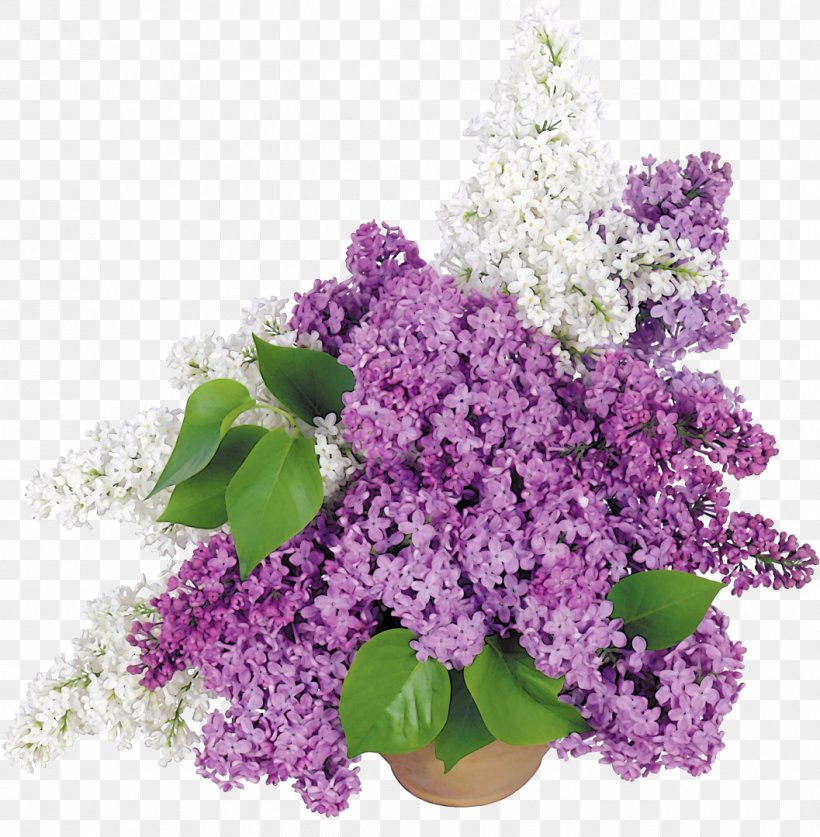 Flowerpot Common Lilac Cut Flowers, PNG, 1057x1080px, Flower, Annual Plant, Common Lilac, Cut Flowers, Floral Design Download Free