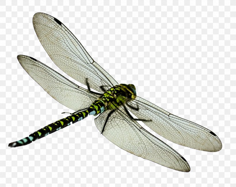 Insect Dragonfly Clip Art, PNG, 1727x1374px, Insect, Arthropod, Dragonflies And Damseflies, Dragonfly, Information Download Free