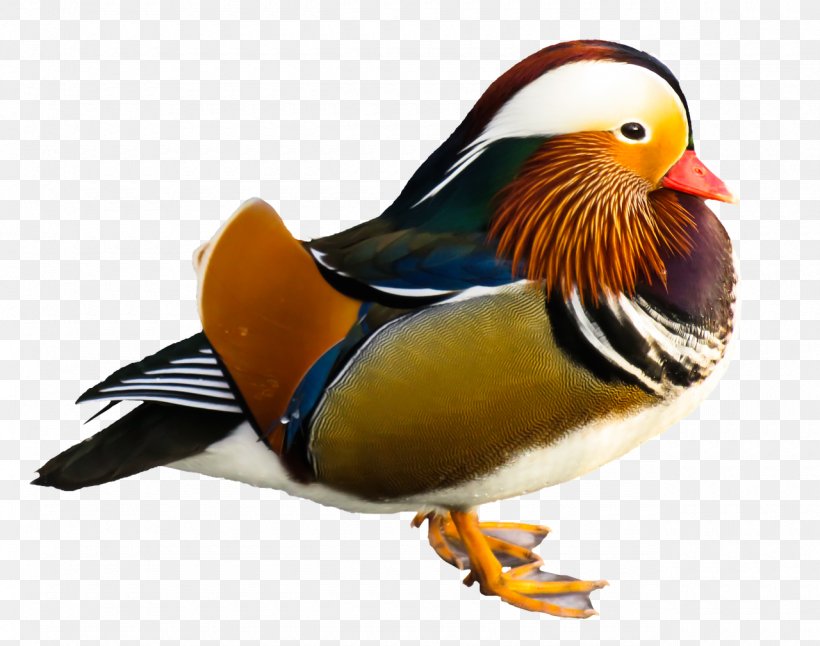 Mandarin Duck Mallard Goose Bird, PNG, 1280x1009px, Duck, Beak, Bird, Ducks Geese And Swans, Fauna Download Free