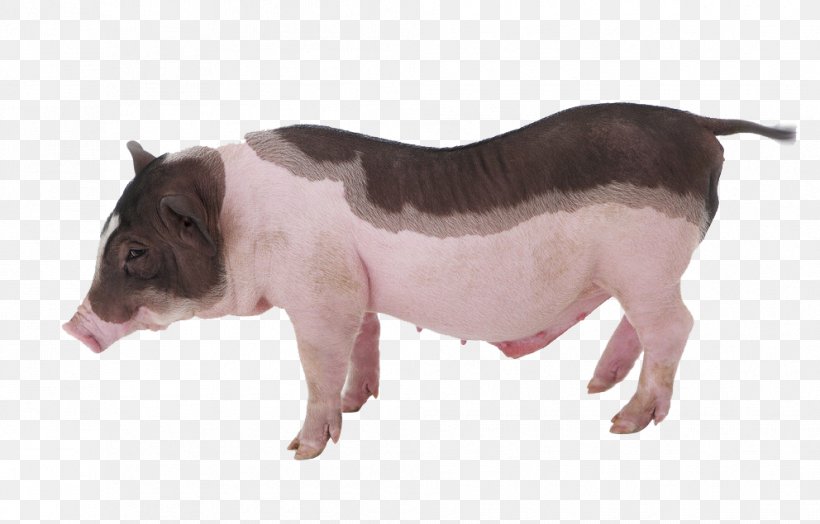 Miniature Pig Piglet Cuteness Grishuvud Pet, PNG, 992x635px, Miniature Pig, Animal Husbandry, Cattle Like Mammal, Cuteness, Domestic Pig Download Free