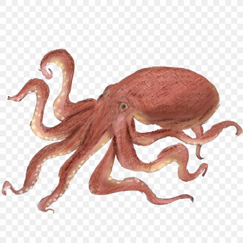 Octopus Squid As Food Takoyaki, PNG, 1000x1000px, Octopus, Animal, Cephalopod, Invertebrate, Marine Invertebrates Download Free