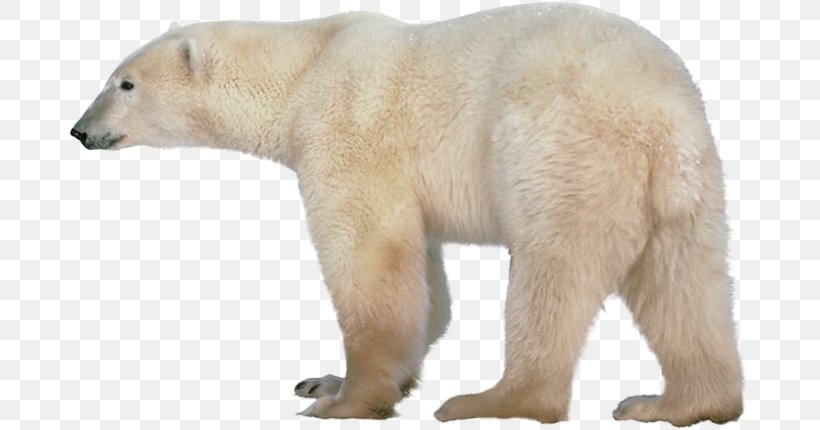 Polar Bear Clip Art Transparency, PNG, 681x430px, Polar Bear, Animal Figure, Bear, Brown Bear, Carnivore Download Free