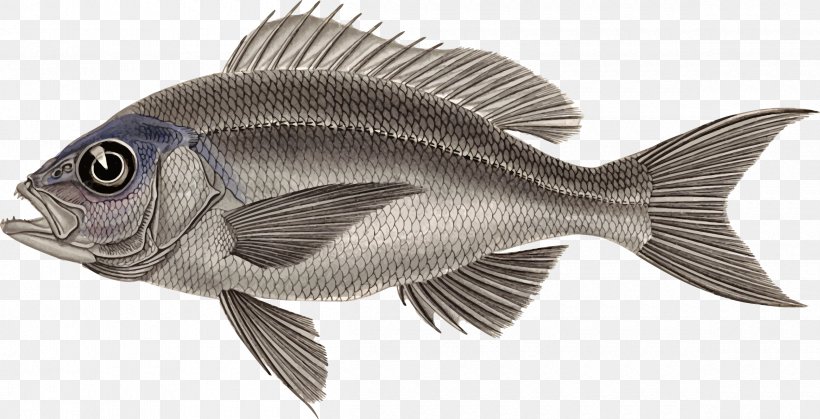 Tilapia Ray-finned Fishes Clip Art Perch-like Fishes European Perch, PNG, 2400x1228px, Tilapia, Barramundi, Bony Fishes, European Perch, Fauna Download Free