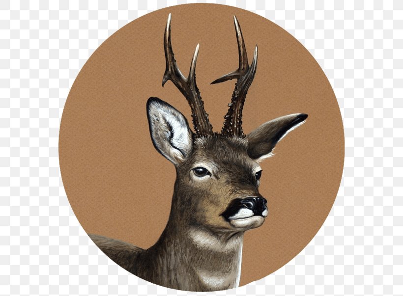 White-tailed Deer Pablo Pereira, PNG, 600x603px, Whitetailed Deer, Anatidae, Animal, Antelope, Antler Download Free