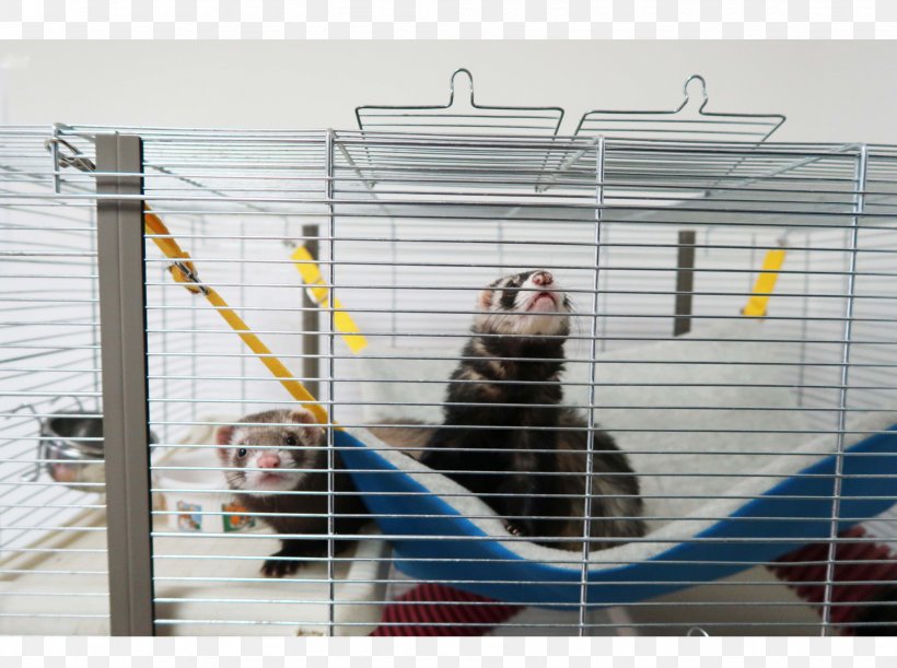 Animal Shelter 4K Resolution, PNG, 2048x1527px, 4k Resolution, Animal Shelter, Cage, Net Download Free