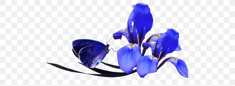 Flower Poppy Clip Art, PNG, 500x303px, Flower, Blue, Butterfly, Cobalt Blue, Color Download Free