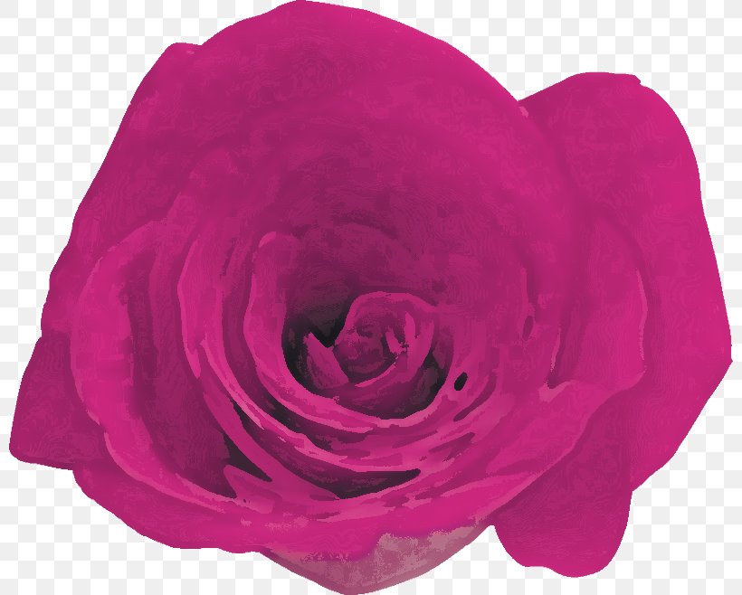 Garden Roses Cabbage Rose Petal Cut Flowers, PNG, 800x658px, Garden Roses, Cabbage Rose, Cut Flowers, Flower, Flowering Plant Download Free