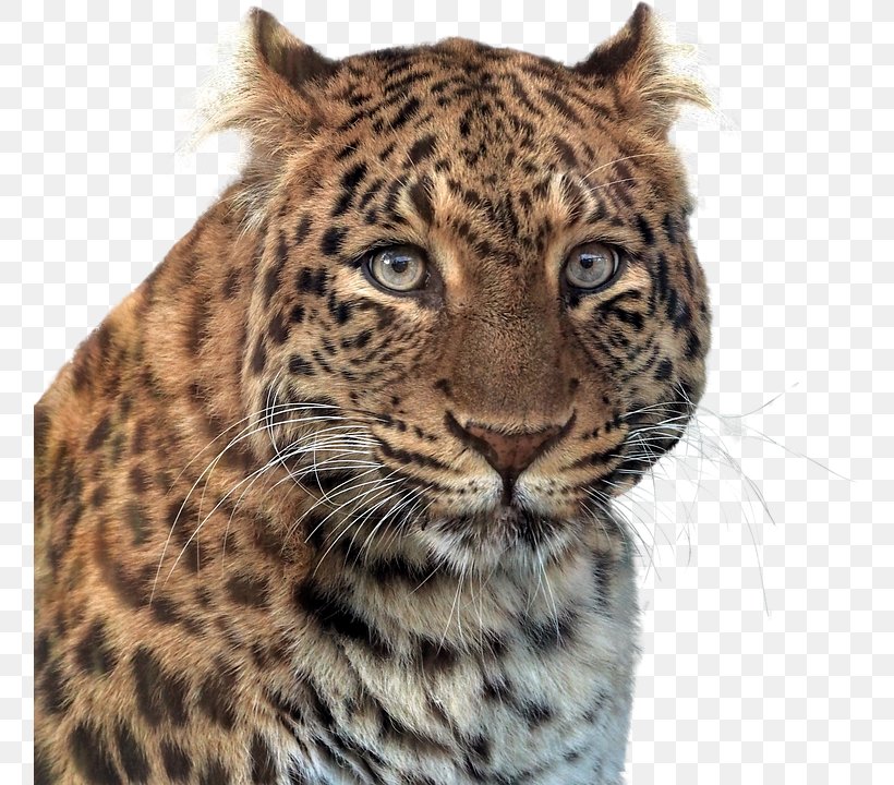 Tiger Larkspur Elementary School Leopard Black Panther, PNG, 757x720px, Tiger, Animal, Animal Print, Big Cats, Black Panther Download Free