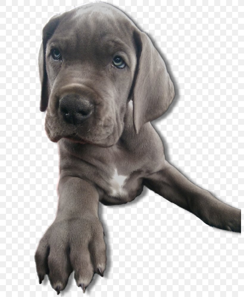 Great Dane Cane Corso Puppy Dog Breed Snout, PNG, 800x1000px, Great Dane, Breed, Cane Corso, Carnivoran, Dog Download Free