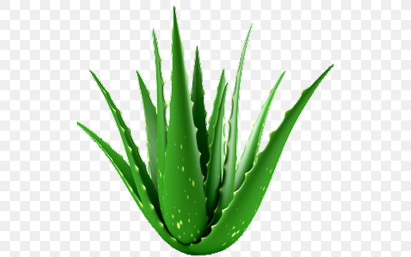 Aloe Vera Houseplant Medicinal Plants Medicine, PNG, 512x512px, Aloe Vera, Aloe, Aloes, Flowering Plant, Gel Download Free