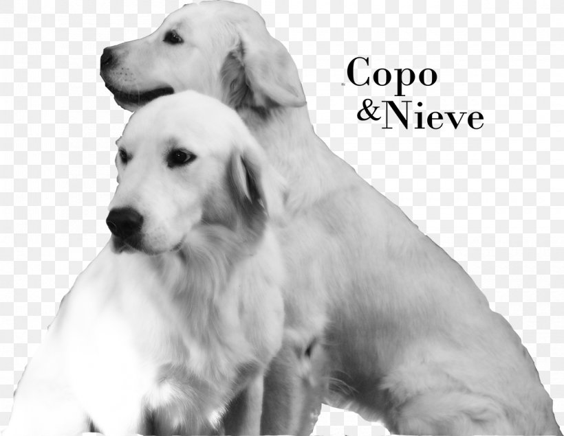 Golden Retriever Labrador Retriever Akbash Dog Puppy Dog Breed, PNG, 1200x930px, Golden Retriever, Akbash Dog, Black And White, Breed, Carnivoran Download Free