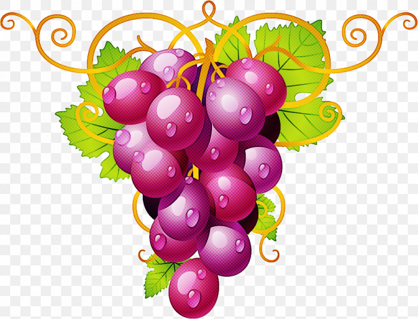 Grape Seedless Fruit Grapevine Family Fruit Plant, PNG, 1019x777px, Grape, Berry, Currant, Flower, Food Download Free