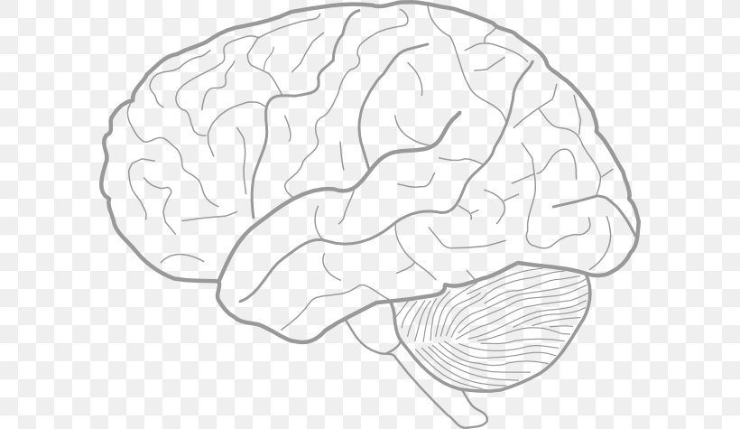 Outline Of The Human Brain Drawing PNG Clipart Artwork Black And White  Brain Drawing Flower Free