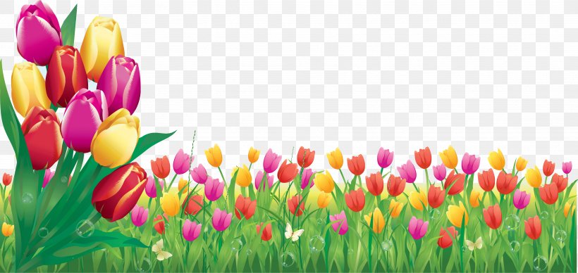 Tulip Flower Bouquet Daytime, PNG, 3529x1670px, Tulip, Bud, Business, Cut Flowers, Daytime Download Free