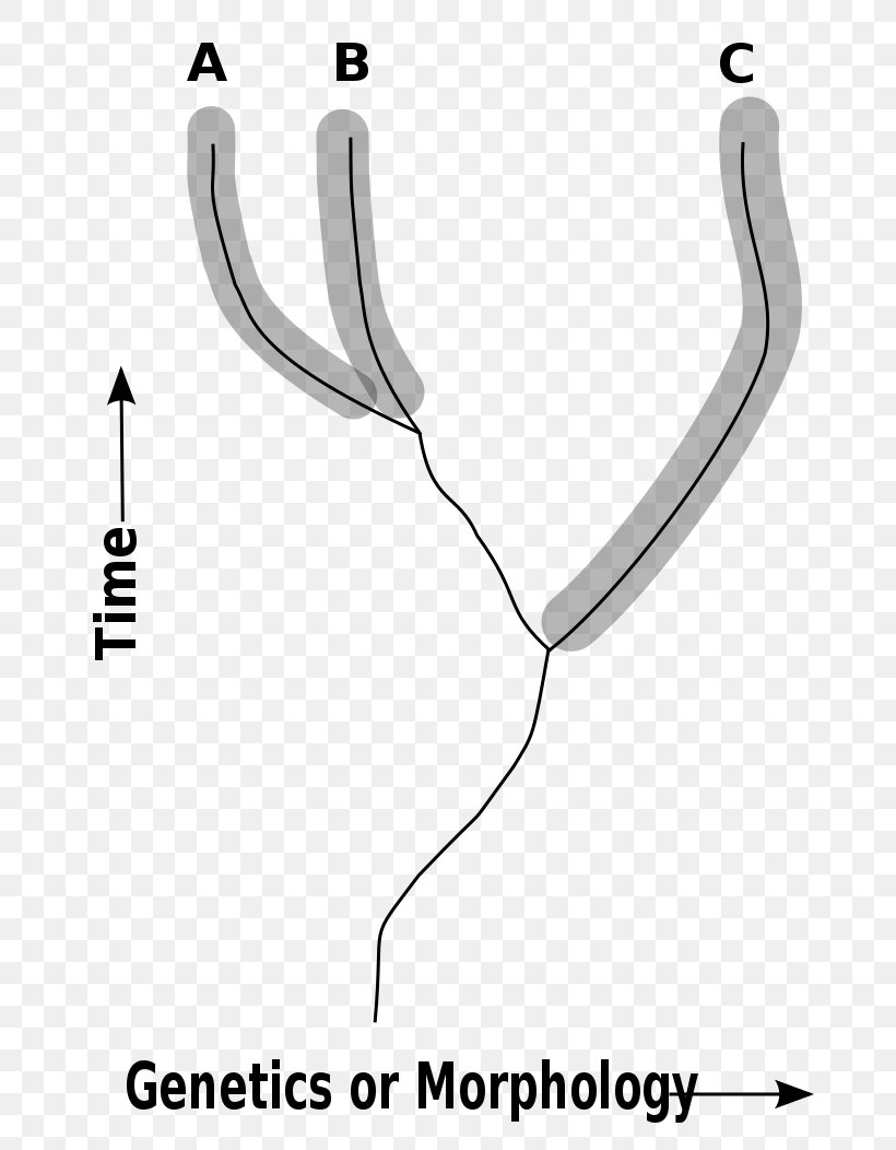 Wikimedia Foundation Cladistics Wikimedia Commons Species Taxonomic Rank, PNG, 744x1052px, Wikimedia Foundation, Arm, Auto Part, Biology, Black And White Download Free