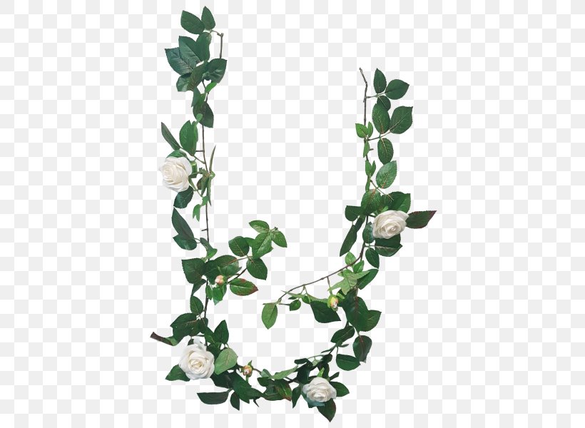 Branch Twig Plant Stem Leaf, PNG, 800x600px, Branch, Flora, Flowering Plant, Ivy, Leaf Download Free