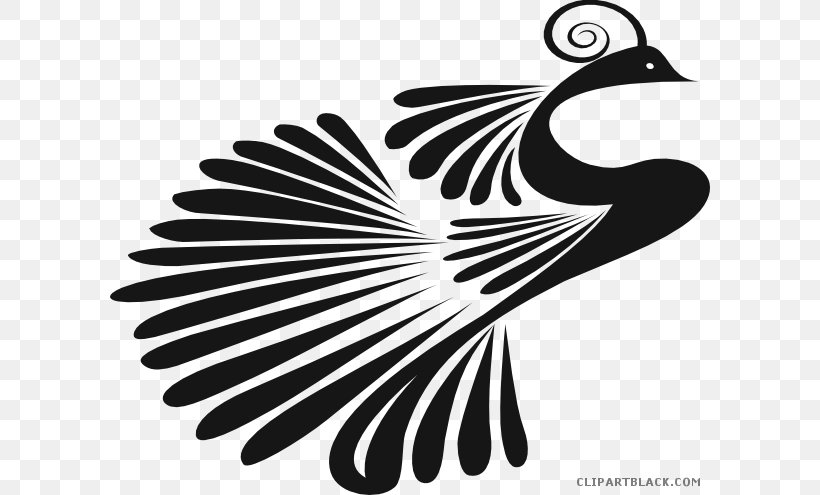 Clip Art Indian Peafowl Vector Graphics Image, PNG, 600x495px, Peafowl, Beak, Bird, Black And White, Drawing Download Free