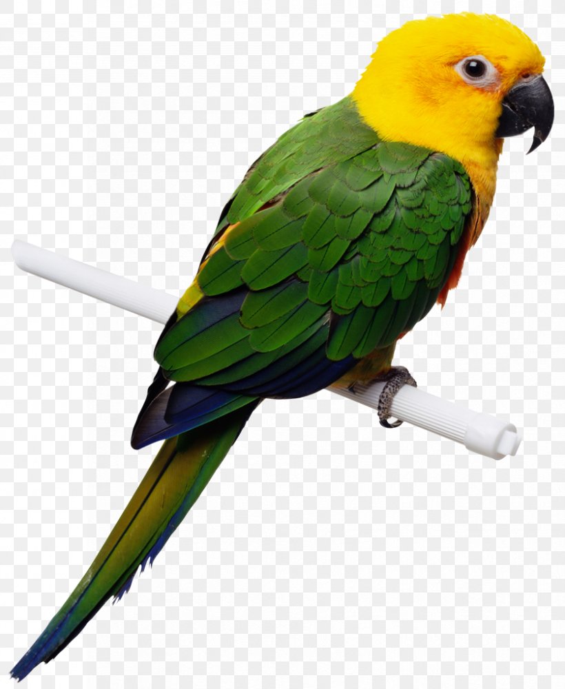 Companion Parrot Bird Cockatiel Toy, PNG, 839x1024px, Parrot, Beak, Bird, Birdcage, Cage Download Free