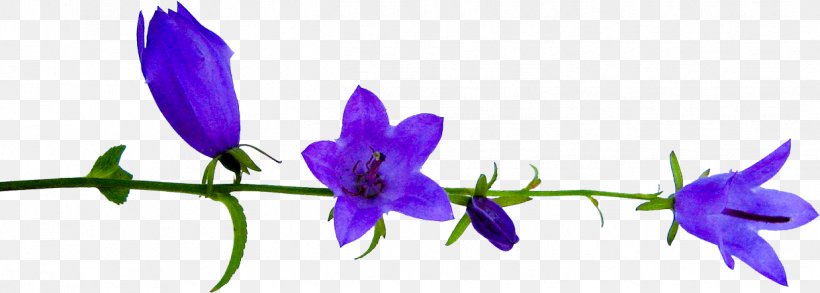 Flower Petal Plant Stem Clip Art, PNG, 1239x443px, Flower, Bellflower, Bellflower Family, Blog, Email Download Free