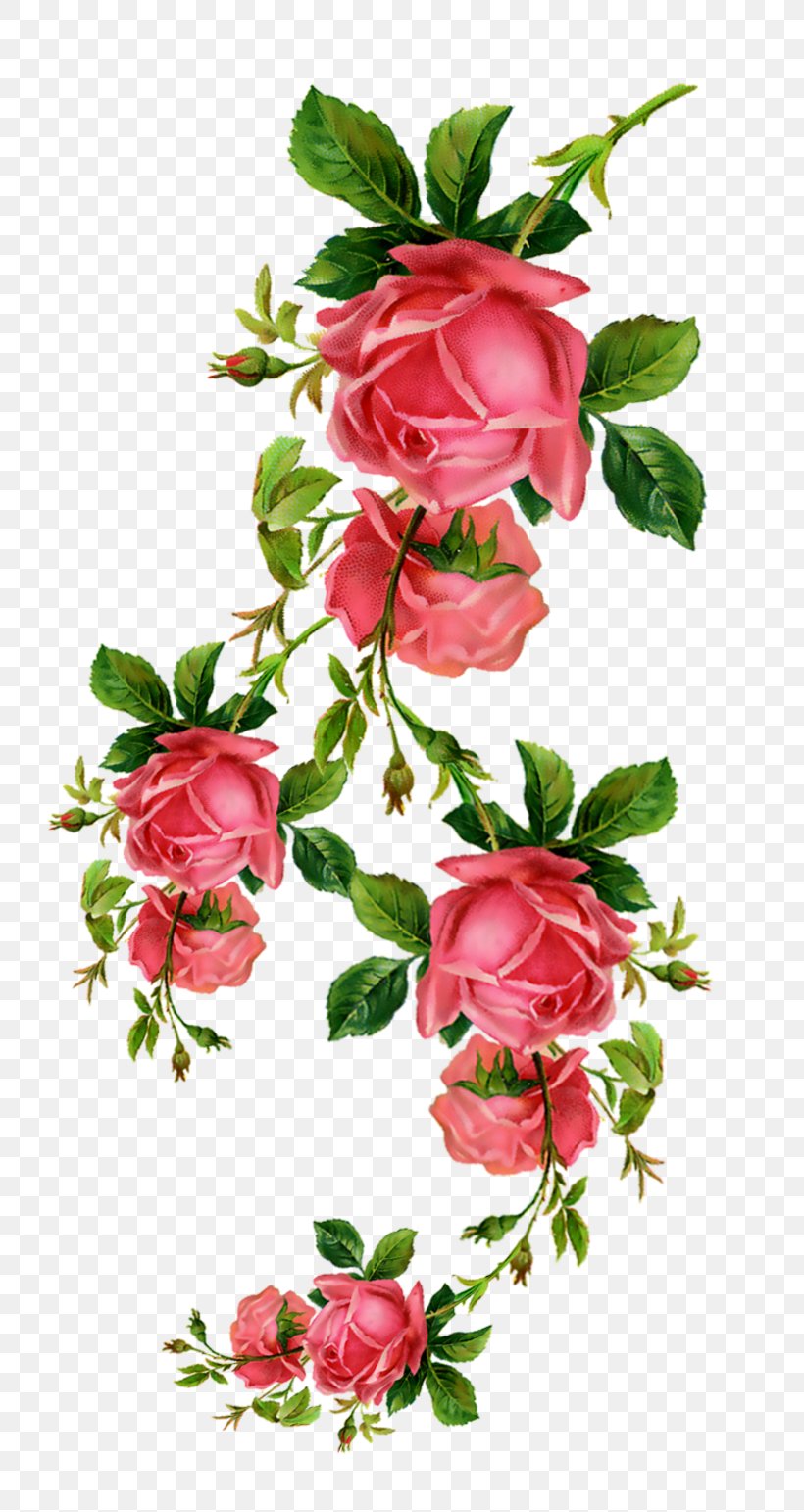 Flower Rose Blume Clip Art, PNG, 800x1542px, Flower, Blume, Branch, Cut Flowers, Floral Design Download Free