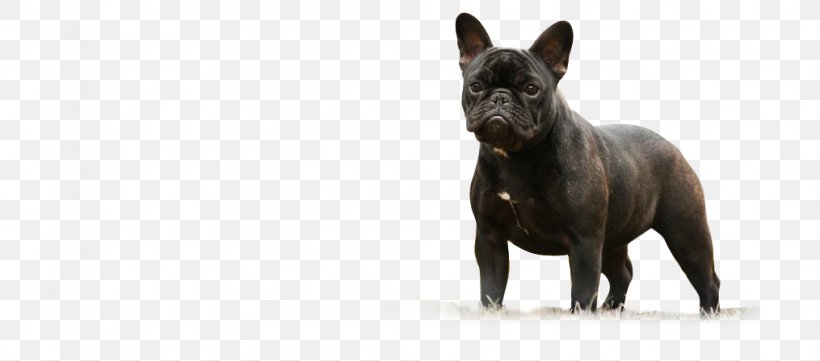French Bulldog Dog Breed Snout, PNG, 1015x448px, French Bulldog, Breed, Bulldog, Carnivoran, Dog Download Free