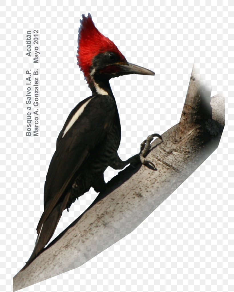 Grey-crowned Woodpecker Bird Russet-crowned Motmot Golden Eagle, PNG, 756x1024px, Woodpecker, Beak, Bird, Coraciiformes, Eagle Download Free