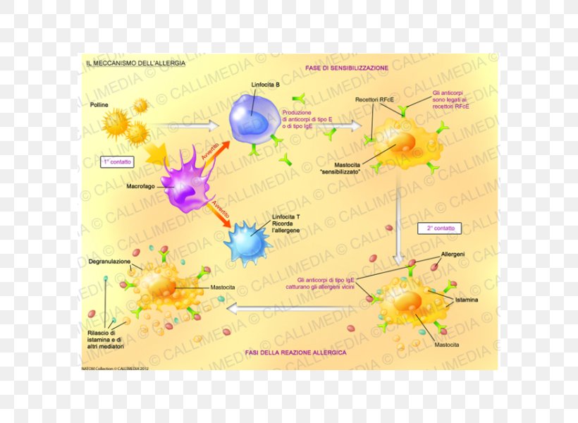L'allergie Food Allergy Mechanism Histamine, PNG, 600x600px, Allergy, Allergology, Antibody, Border, Cellmediated Immunity Download Free