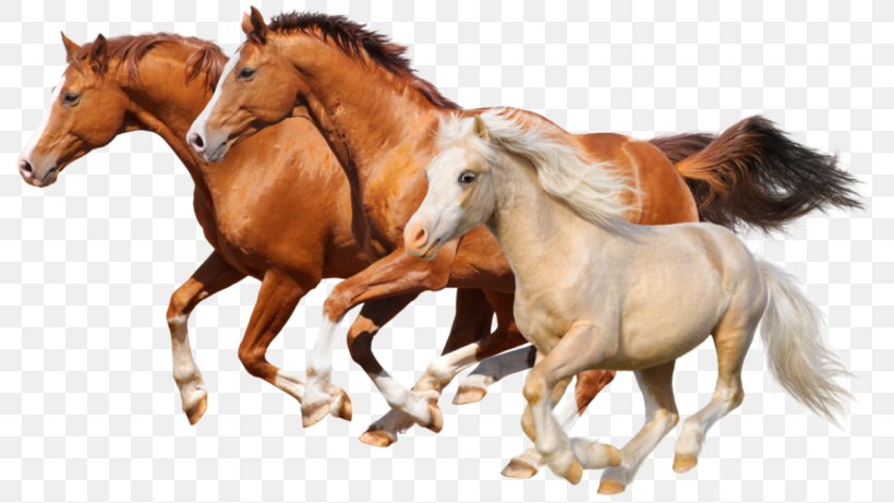 Let's Learn About Horses Gallop Stallion Let's Learn About Things To Drive, PNG, 800x461px, Horse, Animal Figure, Book, Bridle, Equestrian Download Free