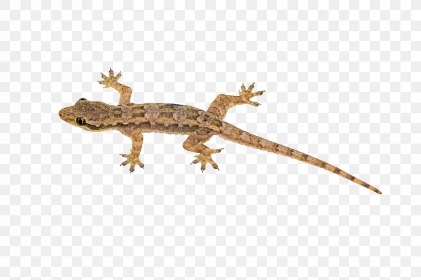 Lizard Reptile House Geckos Sauria Blue-tailed Skink, PNG, 1240x826px, Lizard, Common Collared Lizard, Fauna, Gecko, Glass Lizard Download Free