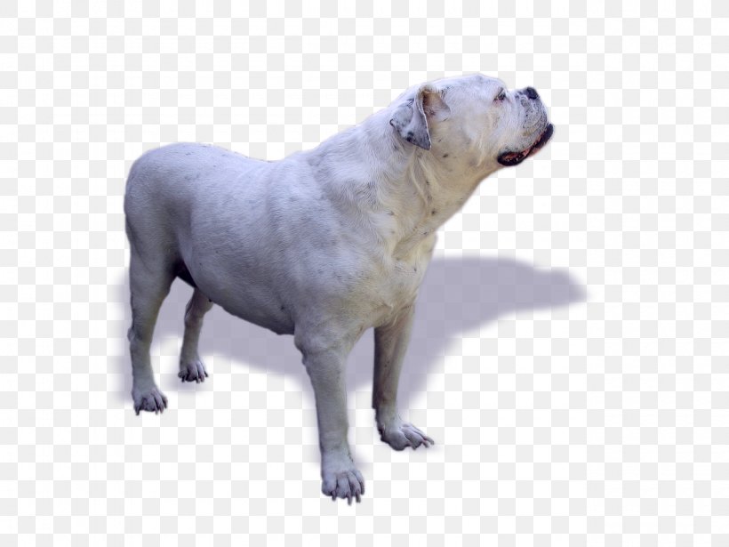 Old English Bulldog Dogo Argentino Continental Bulldog Puppy, PNG, 1280x960px, Bulldog, Animal, Breed, Breed Group Dog, Canidae Download Free