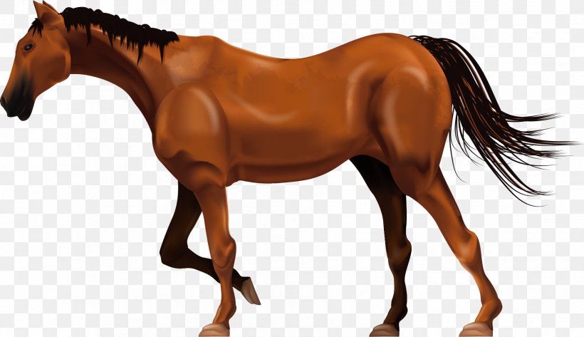 Ferghana Horse Stallion Mane, PNG, 1812x1046px, Ferghana Horse, Animal, Bit, Bridle, Colt Download Free