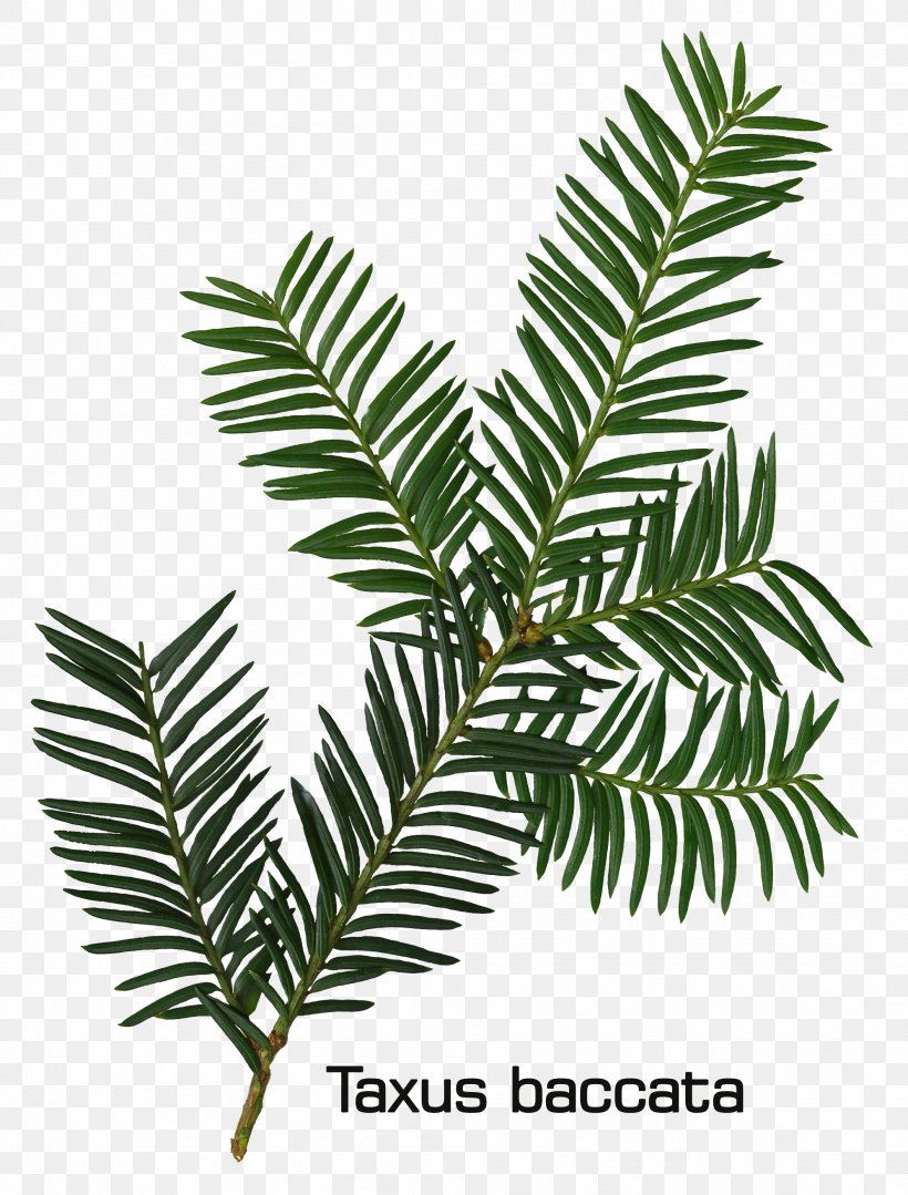 Fir English Yew Leaf Evergreen Conifers, PNG, 1991x2621px, Fir, Branch, Conifer, Conifer Cone, Conifers Download Free