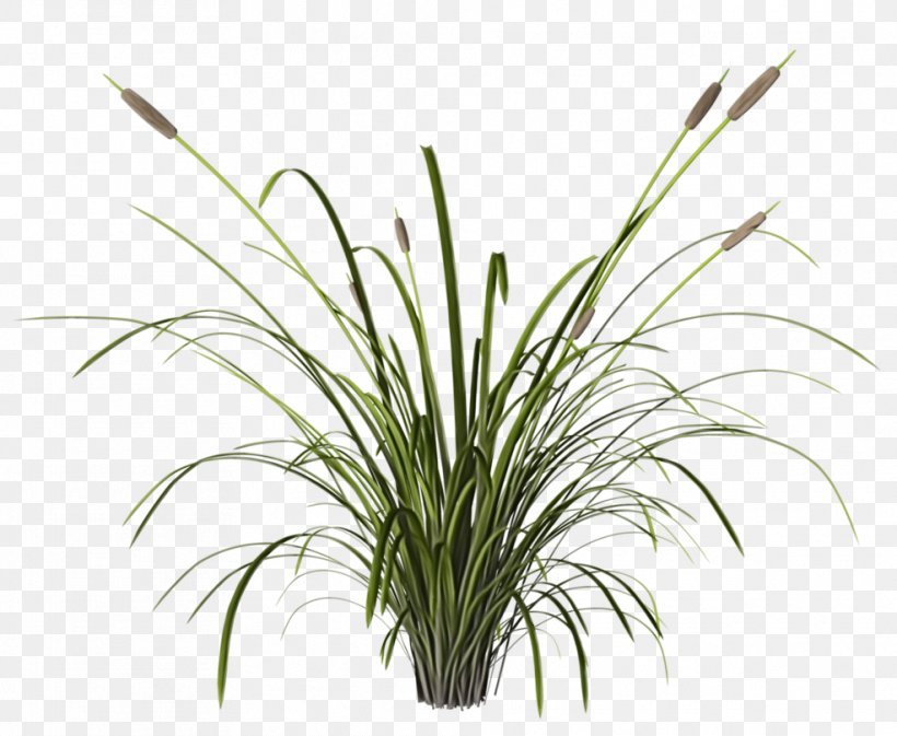 Grass Plant Flower Grass Family Leaf, PNG, 986x810px, Watercolor, Chives, Flower, Flowering Plant, Grass Download Free